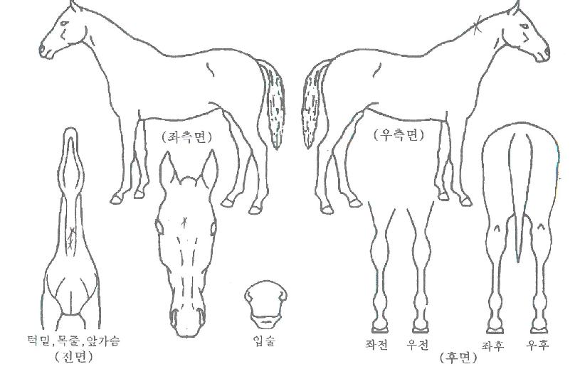 ¸®½¬ºÎ¸£ÀÇ Ãø¸é,¿ì¸é,µÞ¸é,µÎ»ó,´Ù¸®ÀÇ Æ¯Â¡µµÇØ