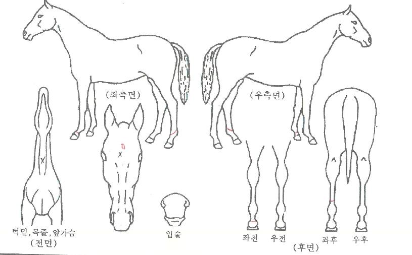 ±×¸°´Ù¸£Å©ÀÇ Ãø¸é,¿ì¸é,µÞ¸é,µÎ»ó,´Ù¸®ÀÇ Æ¯Â¡µµÇØ