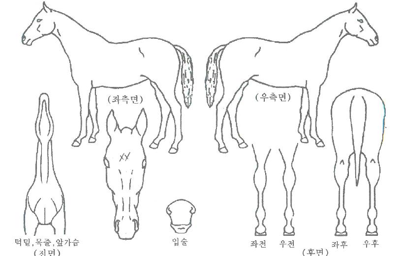 ¹®À§½ÃÀÚ¸¶ÀÇ Ãø¸é,¿ì¸é,µÞ¸é,µÎ»ó,´Ù¸®ÀÇ Æ¯Â¡µµÇØ