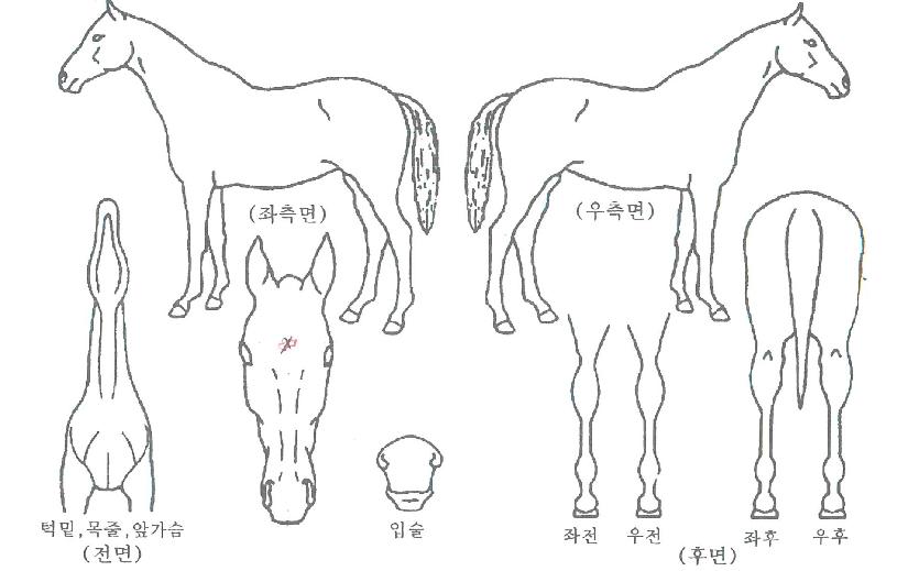 ´ºÆÐ·¯´ÙÀÓÀÇ Ãø¸é,¿ì¸é,µÞ¸é,µÎ»ó,´Ù¸®ÀÇ Æ¯Â¡µµÇØ