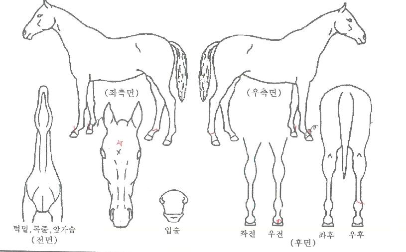 ¹Ù¿îµåÅõÇØÇÂÀÚ¸¶ÀÇ Ãø¸é,¿ì¸é,µÞ¸é,µÎ»ó,´Ù¸®ÀÇ Æ¯Â¡µµÇØ