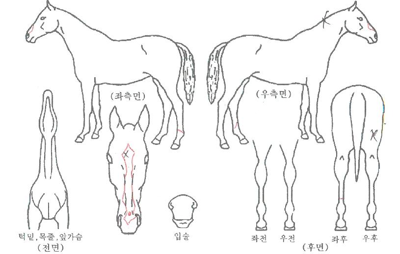 ÇØ¶ûÀÇ Ãø¸é,¿ì¸é,µÞ¸é,µÎ»ó,´Ù¸®ÀÇ Æ¯Â¡µµÇØ