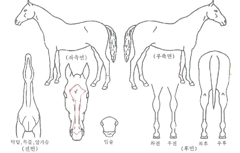 ޶óºÀÀÇ Ãø¸é,¿ì¸é,µÞ¸é,µÎ»ó,´Ù¸®ÀÇ Æ¯Â¡µµÇØ
