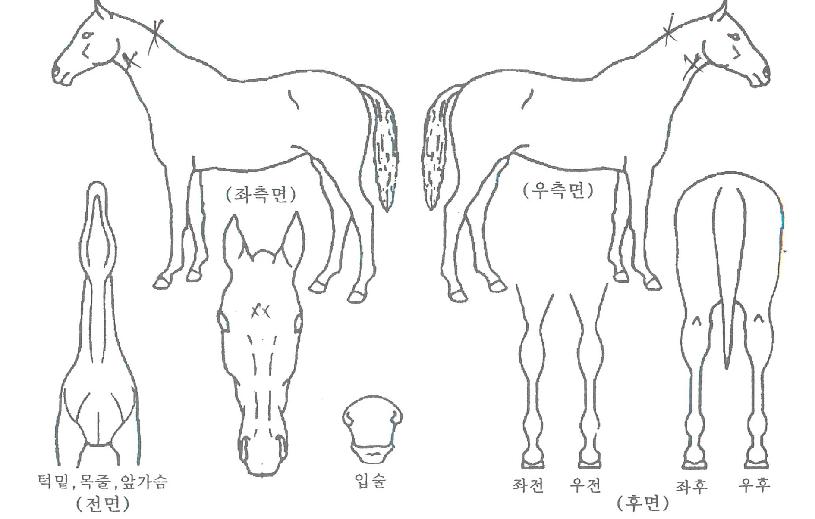 ¿¡À̽ºÄÁÆ®¸®ÀÇ Ãø¸é,¿ì¸é,µÞ¸é,µÎ»ó,´Ù¸®ÀÇ Æ¯Â¡µµÇØ