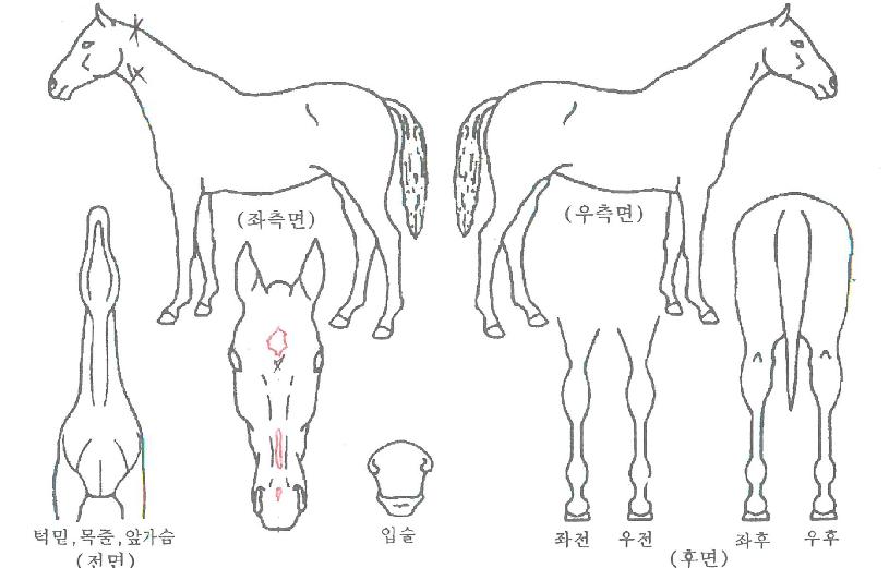 ¿¢Å潺¸¶ÀÏÀÇ Ãø¸é,¿ì¸é,µÞ¸é,µÎ»ó,´Ù¸®ÀÇ Æ¯Â¡µµÇØ