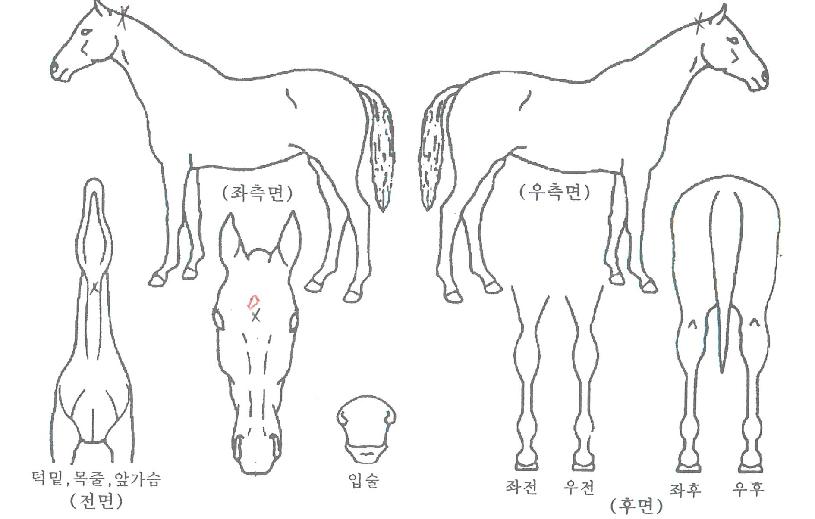 ÇѾó½ºÅ¸ÀÇ Ãø¸é,¿ì¸é,µÞ¸é,µÎ»ó,´Ù¸®ÀÇ Æ¯Â¡µµÇØ