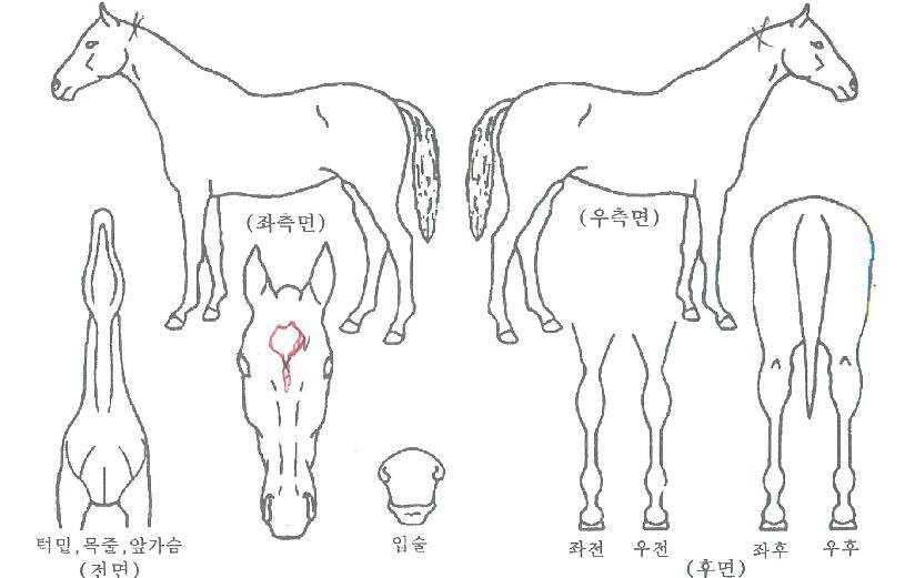 Å¥ÇǵåÃÊÀ̽ºÀÇ Ãø¸é,¿ì¸é,µÞ¸é,µÎ»ó,´Ù¸®ÀÇ Æ¯Â¡µµÇØ