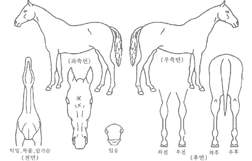 Å¥ÇǵåÇöóÀ×ÀÇ Ãø¸é,¿ì¸é,µÞ¸é,µÎ»ó,´Ù¸®ÀÇ Æ¯Â¡µµÇØ