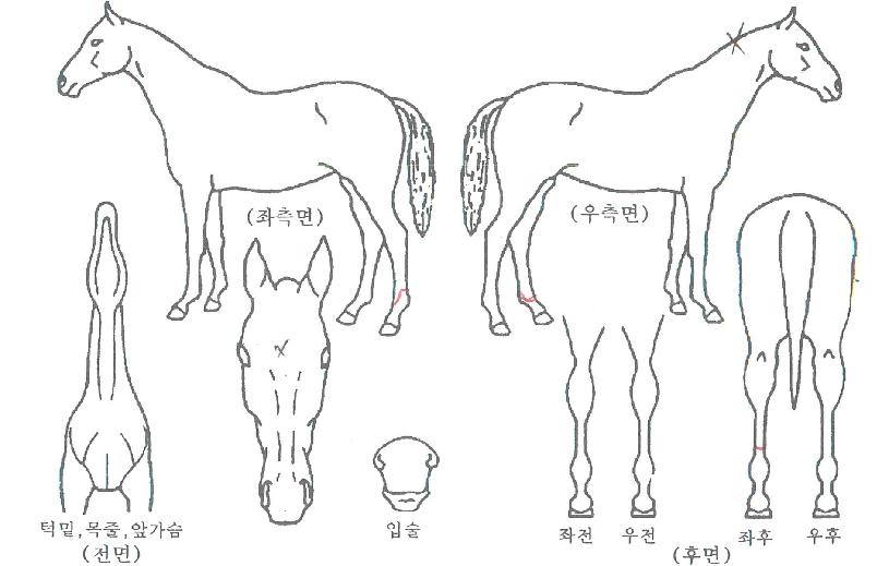 ¼Ö¸®µåÀÇ Ãø¸é,¿ì¸é,µÞ¸é,µÎ»ó,´Ù¸®ÀÇ Æ¯Â¡µµÇØ