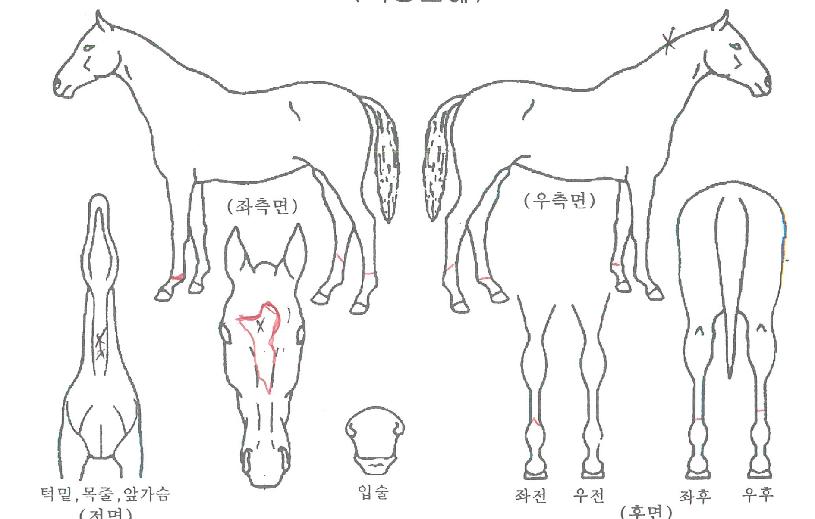 ³óºÎÀǼöäÈÀÇ Ãø¸é,¿ì¸é,µÞ¸é,µÎ»ó,´Ù¸®ÀÇ Æ¯Â¡µµÇØ