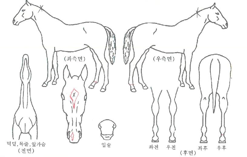 ¸Þ´Ï±×·£µåÀÇ Ãø¸é,¿ì¸é,µÞ¸é,µÎ»ó,´Ù¸®ÀÇ Æ¯Â¡µµÇØ