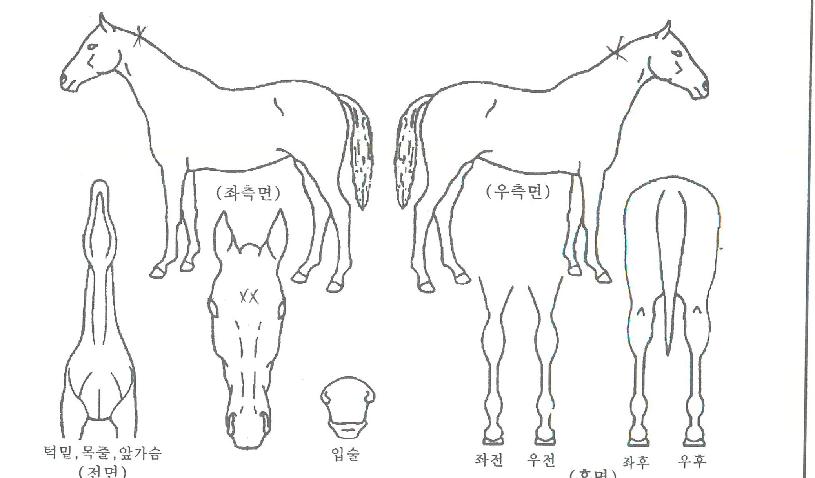 ºòºí·¹ÀÌÁîÀÇ Ãø¸é,¿ì¸é,µÞ¸é,µÎ»ó,´Ù¸®ÀÇ Æ¯Â¡µµÇØ