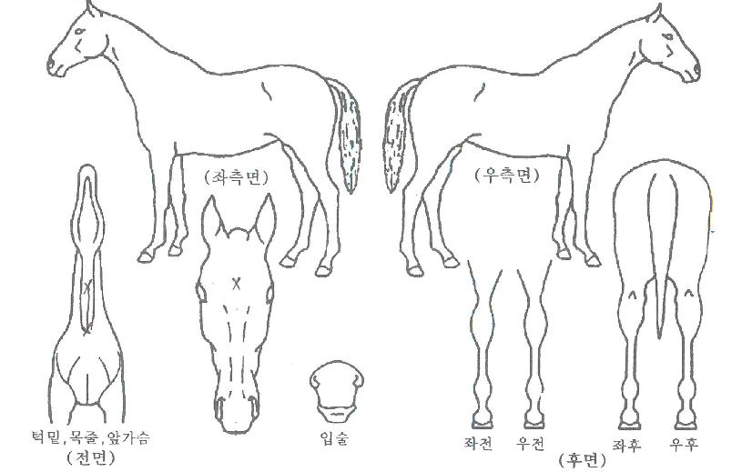 Æ®·çÅ·ÀÇ Ãø¸é,¿ì¸é,µÞ¸é,µÎ»ó,´Ù¸®ÀÇ Æ¯Â¡µµÇØ