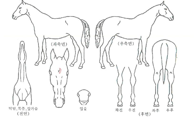 Äý¾÷ÀÇ Ãø¸é,¿ì¸é,µÞ¸é,µÎ»ó,´Ù¸®ÀÇ Æ¯Â¡µµÇØ