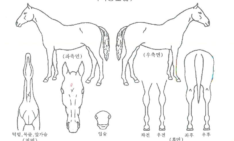 ³ë¸ÖŬ·¡½ÄÀÇ Ãø¸é,¿ì¸é,µÞ¸é,µÎ»ó,´Ù¸®ÀÇ Æ¯Â¡µµÇØ