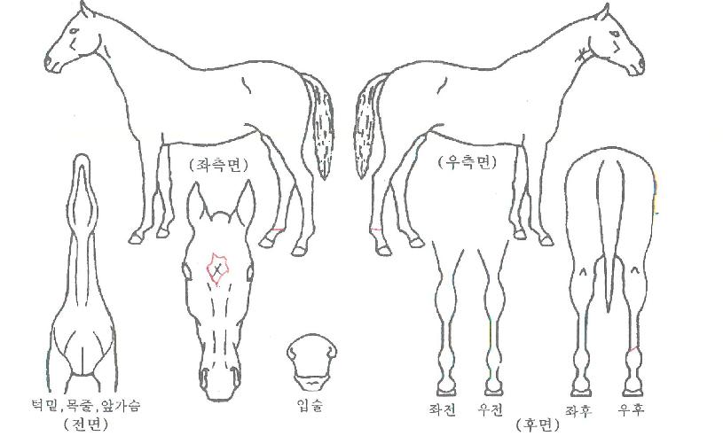 À§½Ãº»ÀÇ Ãø¸é,¿ì¸é,µÞ¸é,µÎ»ó,´Ù¸®ÀÇ Æ¯Â¡µµÇØ