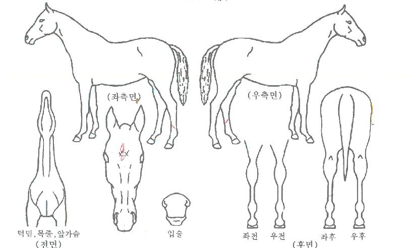 Ä·ÇÁ¹Ù´ÙÀÇ Ãø¸é,¿ì¸é,µÞ¸é,µÎ»ó,´Ù¸®ÀÇ Æ¯Â¡µµÇØ