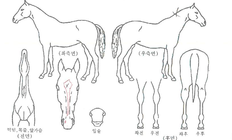 ÆÐ¹Ð¸®Ã¨ÇÁÀÇ Ãø¸é,¿ì¸é,µÞ¸é,µÎ»ó,´Ù¸®ÀÇ Æ¯Â¡µµÇØ