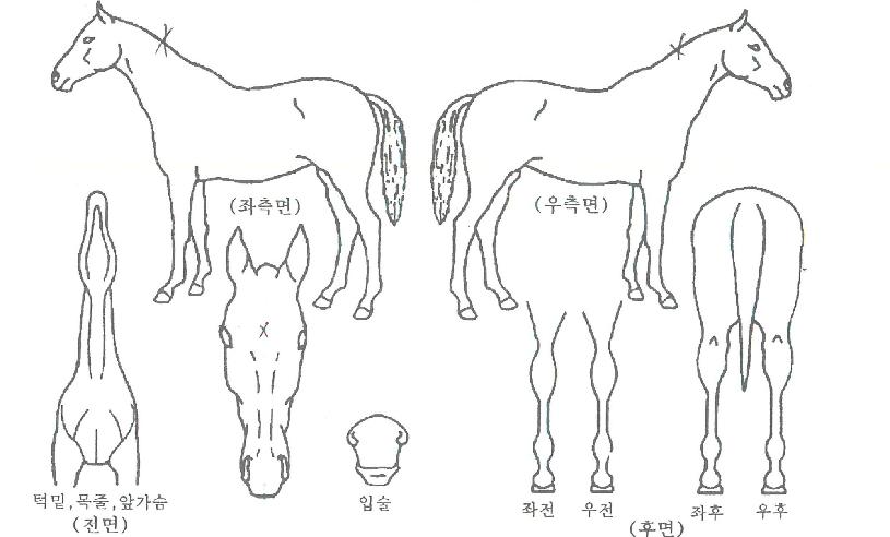 ¿¡À̽ººÕÀÇ Ãø¸é,¿ì¸é,µÞ¸é,µÎ»ó,´Ù¸®ÀÇ Æ¯Â¡µµÇØ