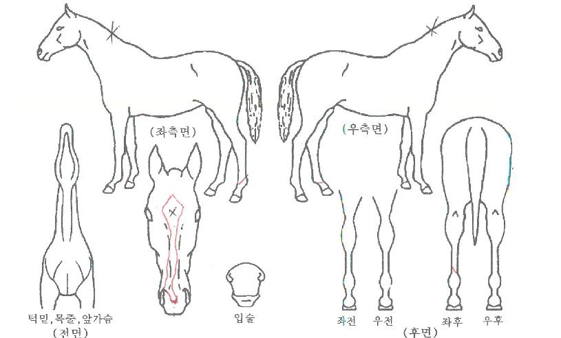 ¹ß·¹¸®³ªÀÇ Ãø¸é,¿ì¸é,µÞ¸é,µÎ»ó,´Ù¸®ÀÇ Æ¯Â¡µµÇØ