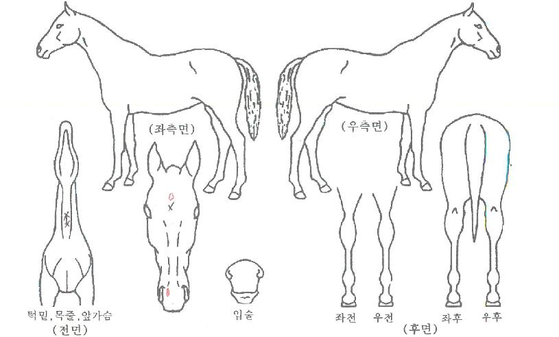 ÃÖ°±â¾ïÀÇ Ãø¸é,¿ì¸é,µÞ¸é,µÎ»ó,´Ù¸®ÀÇ Æ¯Â¡µµÇØ