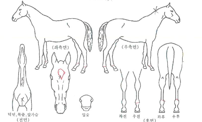 ´ëõº¸¿ìÀÇ Ãø¸é,¿ì¸é,µÞ¸é,µÎ»ó,´Ù¸®ÀÇ Æ¯Â¡µµÇØ