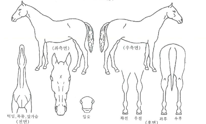 Çöó¿ö·ÎµåÀÇ Ãø¸é,¿ì¸é,µÞ¸é,µÎ»ó,´Ù¸®ÀÇ Æ¯Â¡µµÇØ