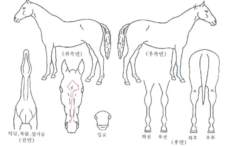 »÷µåŸÀ̰ÅÀÇ Ãø¸é,¿ì¸é,µÞ¸é,µÎ»ó,´Ù¸®ÀÇ Æ¯Â¡µµÇØ