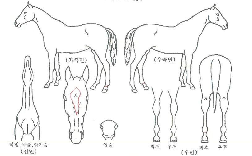 ½Ç¹öº£½ºÆ®ÀÇ Ãø¸é,¿ì¸é,µÞ¸é,µÎ»ó,´Ù¸®ÀÇ Æ¯Â¡µµÇØ