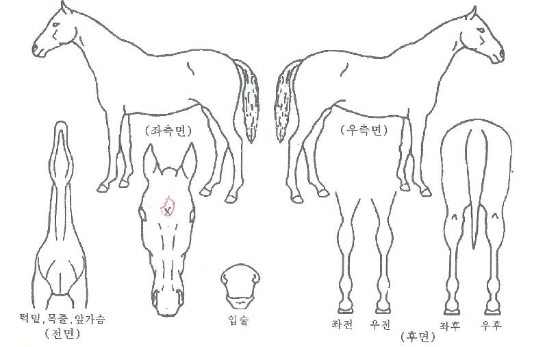 º£½ºÆ®¿ÕÀÚÀÇ Ãø¸é,¿ì¸é,µÞ¸é,µÎ»ó,´Ù¸®ÀÇ Æ¯Â¡µµÇØ