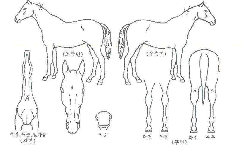 ¿¡À̽º»þÀÎÀÇ Ãø¸é,¿ì¸é,µÞ¸é,µÎ»ó,´Ù¸®ÀÇ Æ¯Â¡µµÇØ