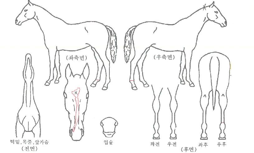 ¿ì´ë¸¢ÀÇ Ãø¸é,¿ì¸é,µÞ¸é,µÎ»ó,´Ù¸®ÀÇ Æ¯Â¡µµÇØ