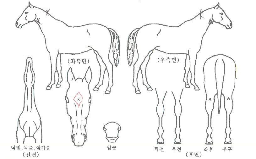 Å·¿ÀºêÁ¶ÀÌÀÇ Ãø¸é,¿ì¸é,µÞ¸é,µÎ»ó,´Ù¸®ÀÇ Æ¯Â¡µµÇØ