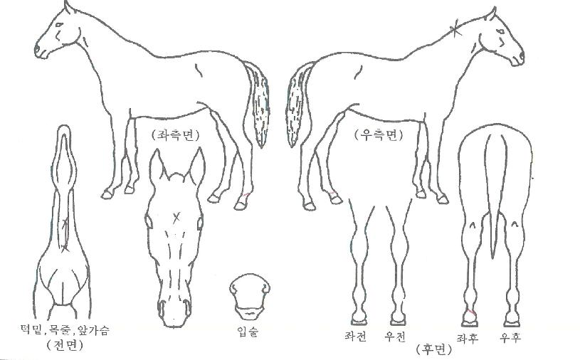 ±Â¿ø´õÀÇ Ãø¸é,¿ì¸é,µÞ¸é,µÎ»ó,´Ù¸®ÀÇ Æ¯Â¡µµÇØ