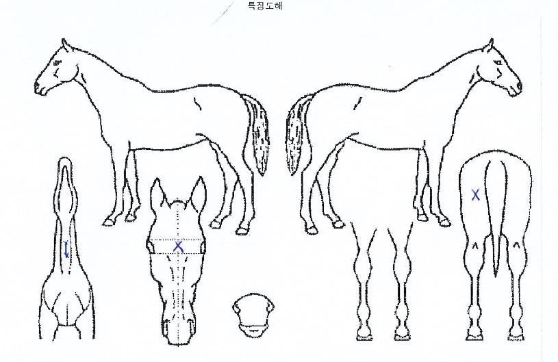 ½Â¸®Àü¼³ÀÇ Ãø¸é,¿ì¸é,µÞ¸é,µÎ»ó,´Ù¸®ÀÇ Æ¯Â¡µµÇØ