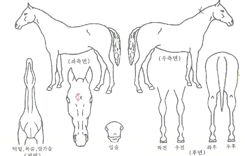 º£ÇÁÄÉÀÌÀÇ Ãø¸é,¿ì¸é,µÞ¸é,µÎ»ó,´Ù¸®ÀÇ Æ¯Â¡µµÇØ