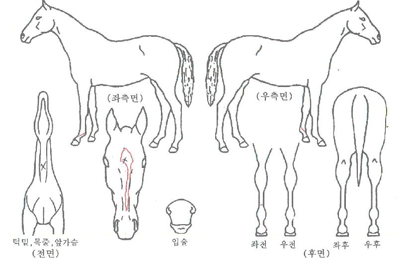 ´ëÈï½Ã´ëÀÇ Ãø¸é,¿ì¸é,µÞ¸é,µÎ»ó,´Ù¸®ÀÇ Æ¯Â¡µµÇØ