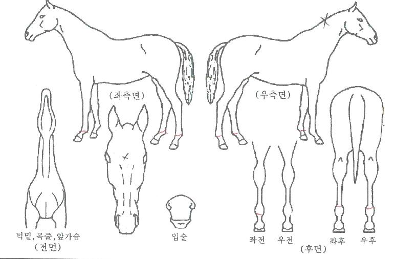 ±ú¿ìħÀÇ Ãø¸é,¿ì¸é,µÞ¸é,µÎ»ó,´Ù¸®ÀÇ Æ¯Â¡µµÇØ