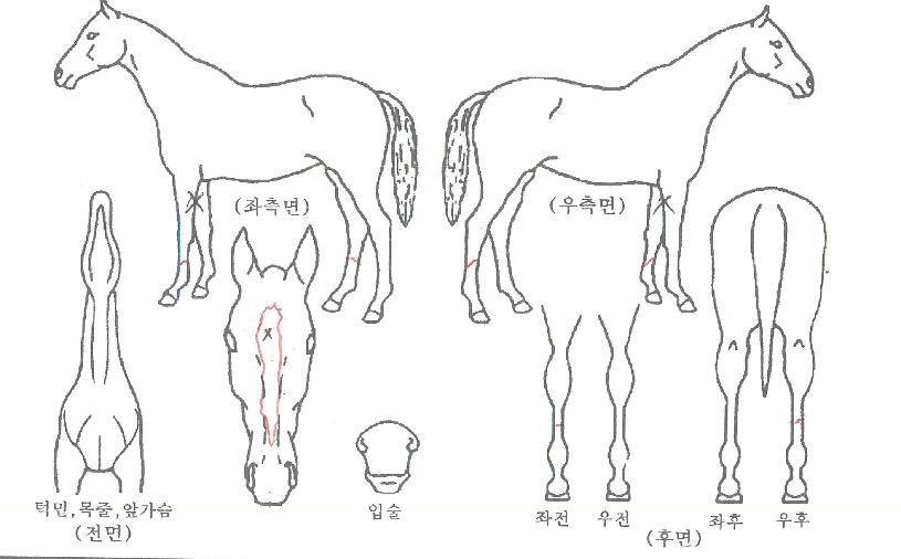 ÇѼ¾ºí·¹À̵åÀÇ Ãø¸é,¿ì¸é,µÞ¸é,µÎ»ó,´Ù¸®ÀÇ Æ¯Â¡µµÇØ