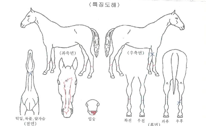 ¾Ë¸®¹Ù¹ÙÄýÀÇ Ãø¸é,¿ì¸é,µÞ¸é,µÎ»ó,´Ù¸®ÀÇ Æ¯Â¡µµÇØ