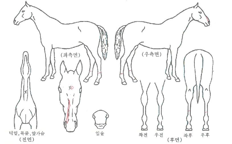 °¨µ¿ÆÄƼÀÇ Ãø¸é,¿ì¸é,µÞ¸é,µÎ»ó,´Ù¸®ÀÇ Æ¯Â¡µµÇØ