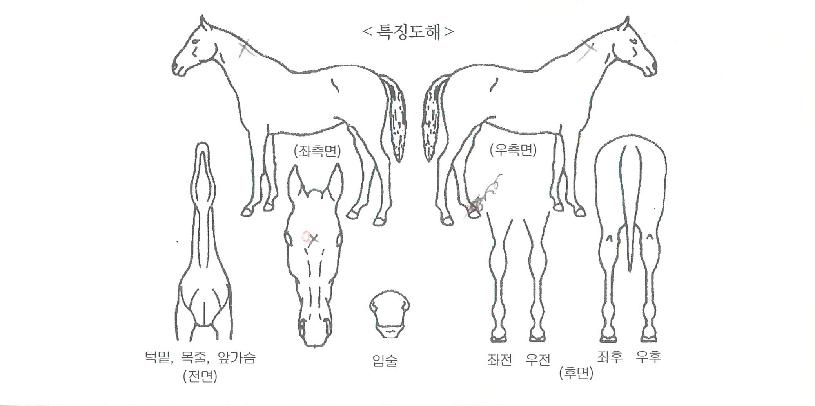 ¹Ì½º¼±»þÀÎÀÇ Ãø¸é,¿ì¸é,µÞ¸é,µÎ»ó,´Ù¸®ÀÇ Æ¯Â¡µµÇØ