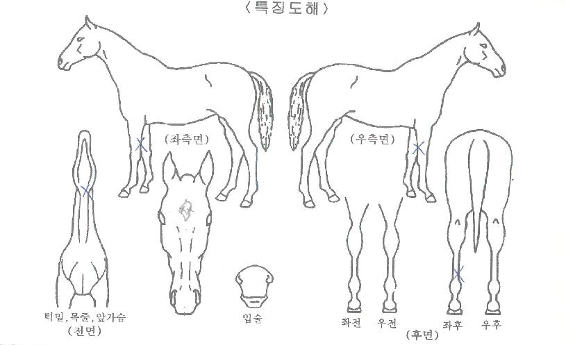 ´ç´ë·Î¾âÀÇ Ãø¸é,¿ì¸é,µÞ¸é,µÎ»ó,´Ù¸®ÀÇ Æ¯Â¡µµÇØ