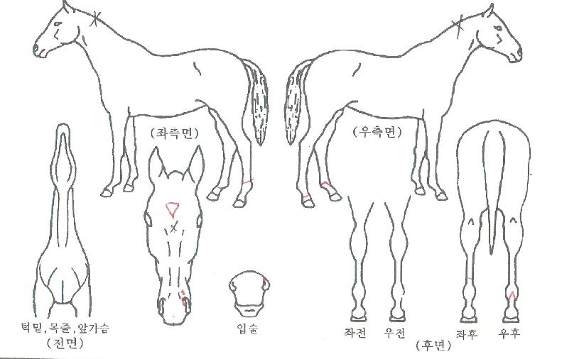 ·°Å°¼ÒõÀÇ Ãø¸é,¿ì¸é,µÞ¸é,µÎ»ó,´Ù¸®ÀÇ Æ¯Â¡µµÇØ