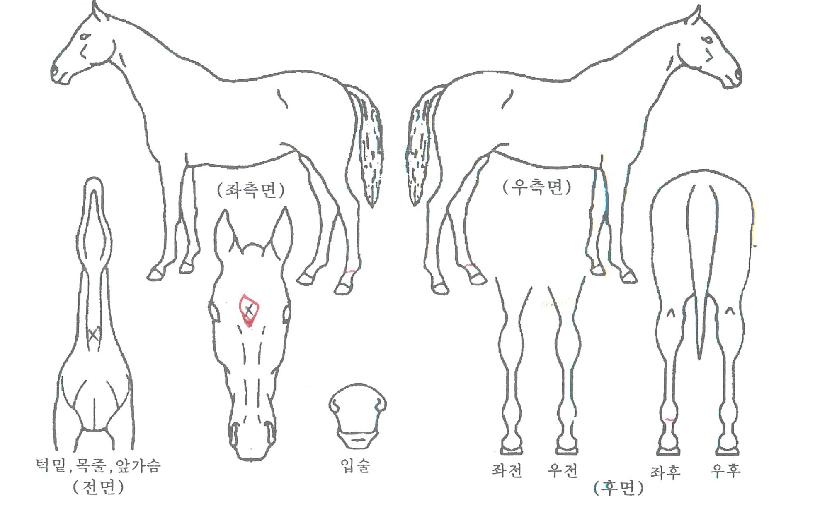 ¿µ±¤ÀǽÃÅ©¸´ÀÇ Ãø¸é,¿ì¸é,µÞ¸é,µÎ»ó,´Ù¸®ÀÇ Æ¯Â¡µµÇØ