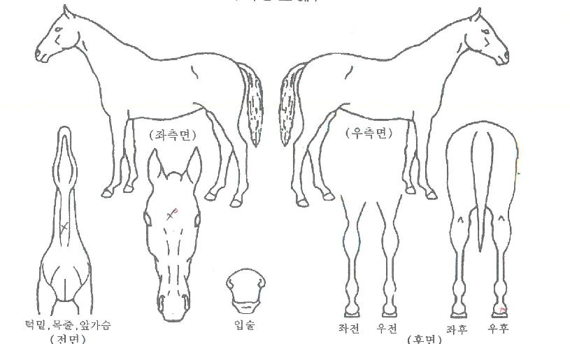 ¾îÅ×ÀϾîºêÅõŰƼÀÚ¸¶ÀÇ Ãø¸é,¿ì¸é,µÞ¸é,µÎ»ó,´Ù¸®ÀÇ Æ¯Â¡µµÇØ