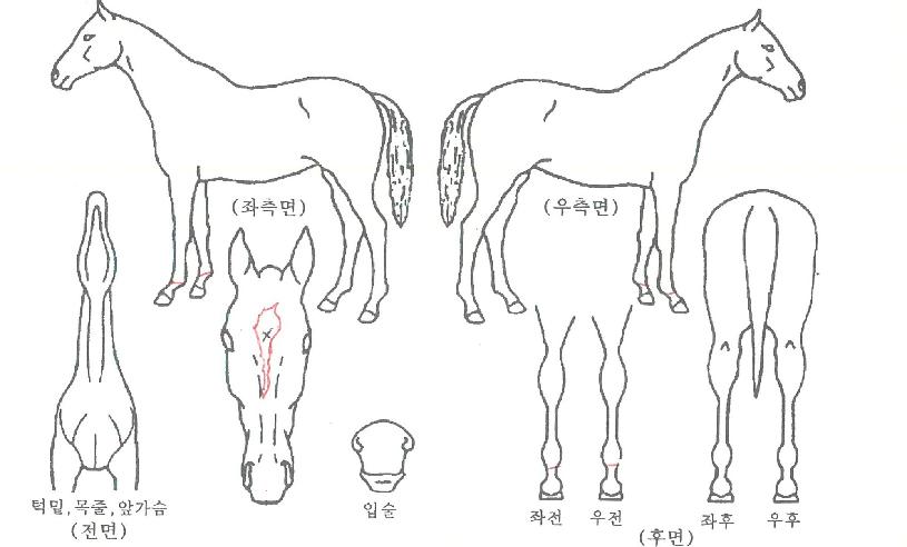 °ñµåÈ÷¾î·ÎÀÇ Ãø¸é,¿ì¸é,µÞ¸é,µÎ»ó,´Ù¸®ÀÇ Æ¯Â¡µµÇØ