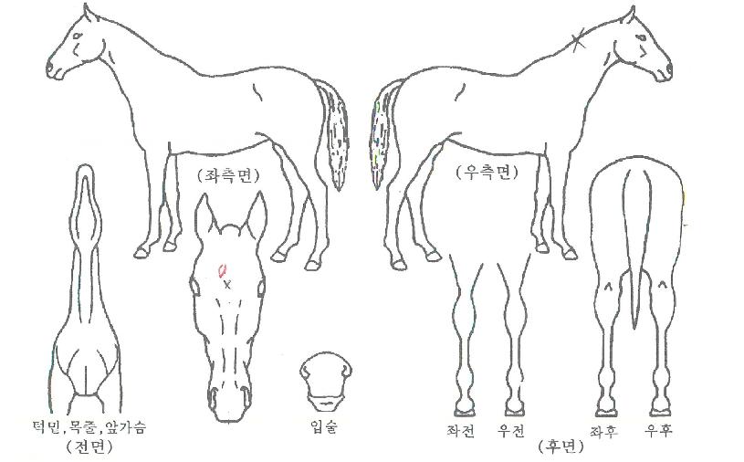 °¡¼ÓºÒ²ÉÀÇ Ãø¸é,¿ì¸é,µÞ¸é,µÎ»ó,´Ù¸®ÀÇ Æ¯Â¡µµÇØ