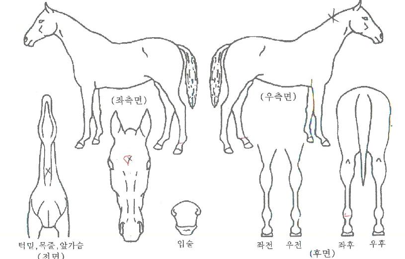 ¼öÈ£ÀÇ Ãø¸é,¿ì¸é,µÞ¸é,µÎ»ó,´Ù¸®ÀÇ Æ¯Â¡µµÇØ