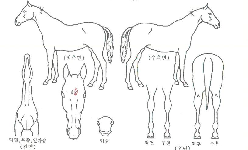 ¿ø´õÇ®ÅÍÄ¡ÀÇ Ãø¸é,¿ì¸é,µÞ¸é,µÎ»ó,´Ù¸®ÀÇ Æ¯Â¡µµÇØ